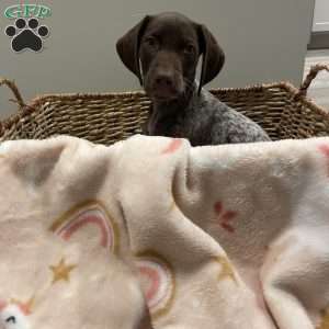 LADY GODIVA, German Shorthaired Pointer Puppy